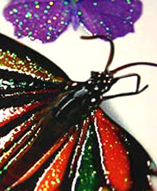 エナメルラメ加工を施した蝶のアップ
